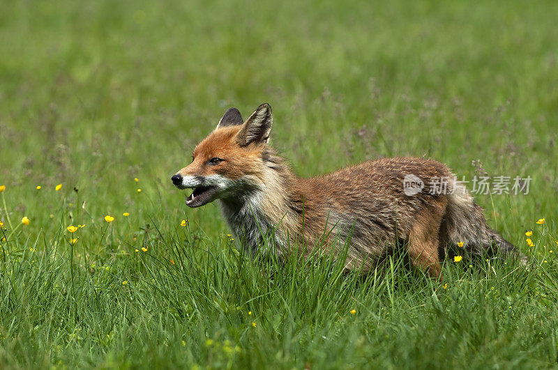 红狐狸（Vupes vulpes）